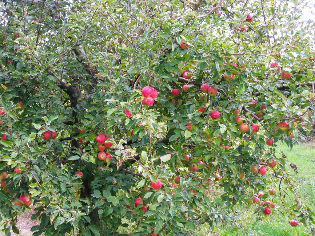 Кубанские яблочки