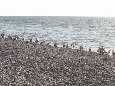 Чайки на побережье Черного моря