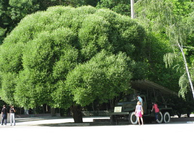 Большое южное дерево