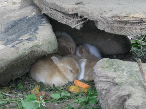 Потомство кроликов