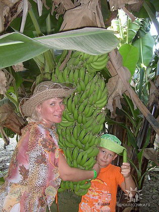 На банановом острове