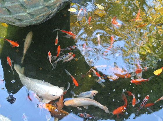 Рыбки в сафари-парке