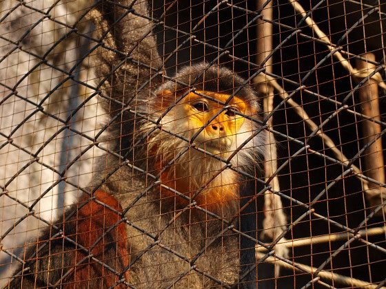 Паттайя. Зоопарк Кхао-кхео