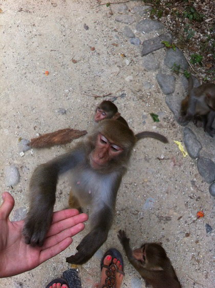 Нья-Чанг, обезьяны