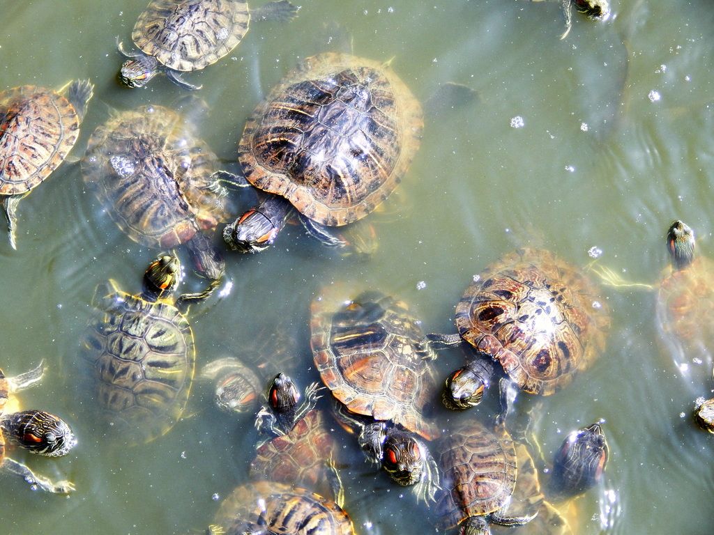 Черепахи в зоопарке Краснодара