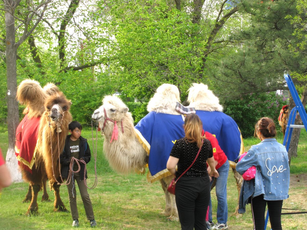 Верблюды в парке